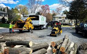 Professional Tree Services in Clearwater, KS