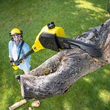 How Our Tree Care Process Works  in  Clearwater, KS